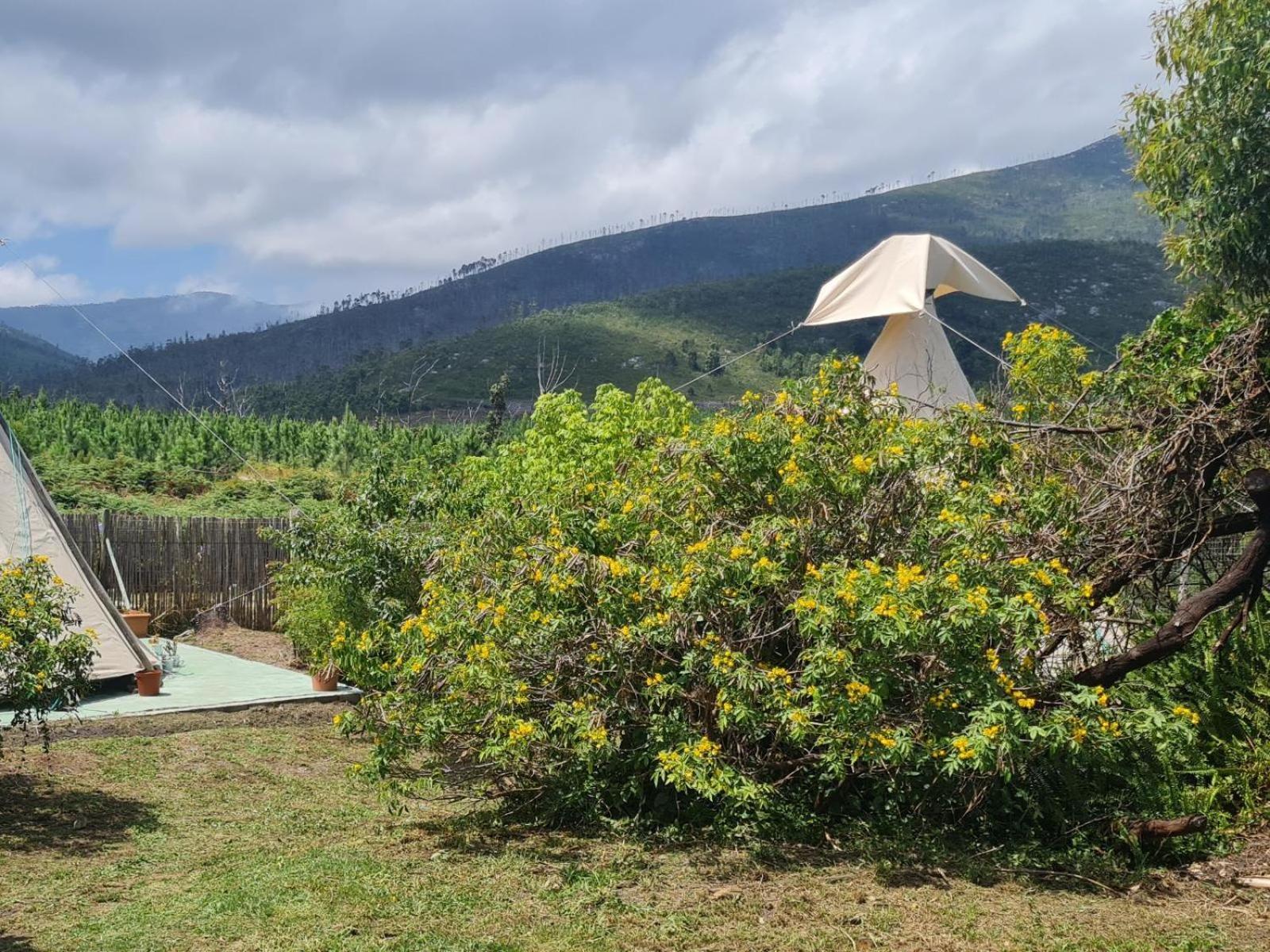 Tsitsikamma Wolf Sanctuary Eco Cabins & Teepees Stormsrivier Habitación foto